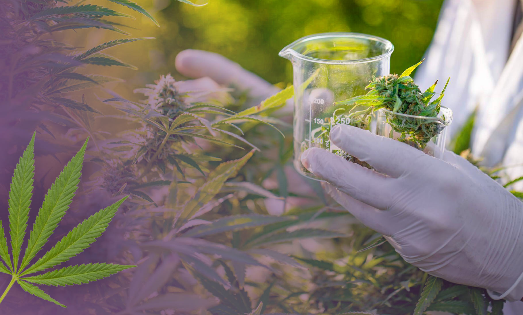 New Legalization & Growth Shows Better Cannabis Testing Needed
