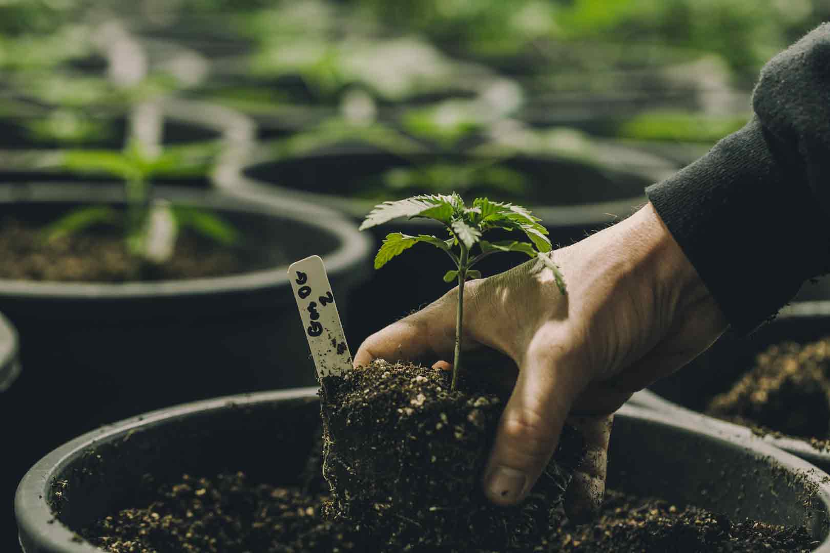 Cannabis Business