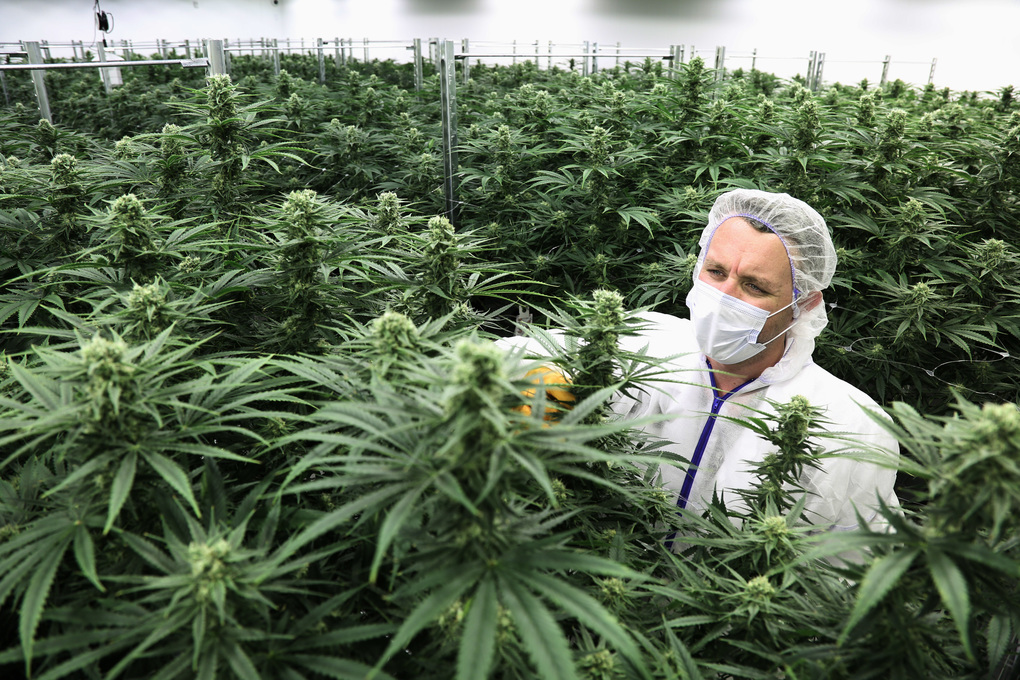 How Cannabis Clients Can Remain Sound Around Coronavirus Pandemic